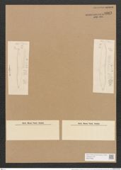 Hantzschia amphioxys var. californica Grun. (de-Toni-Nr.: Genus 50, Species 2204) Zeichnungen Sammlung Grunow Nr. 4603 (NHMW-BOT-W0372636)